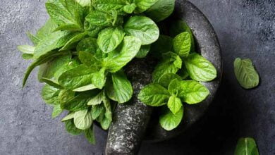 10 Straightforward Methods To Use Mint Leaves To Get Rid Of Pimples Scars